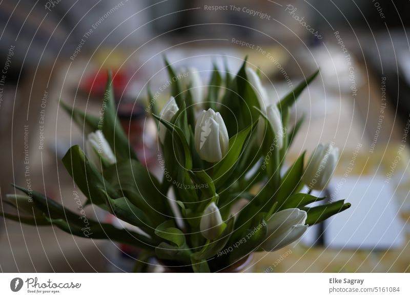 White tulips symbolize eternal love... well then... white tulips Spring Flower Blossom Tulip Bouquet flowers Green Plant pretty Interior shot Blossoming