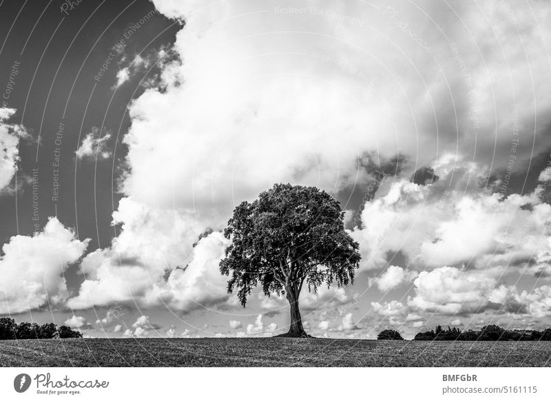 Deciduous tree on a hilltop in front of sky with white clouds in black and white Tree Meadow Field Clouds Sky Black & white photo black-and-white Monochrome