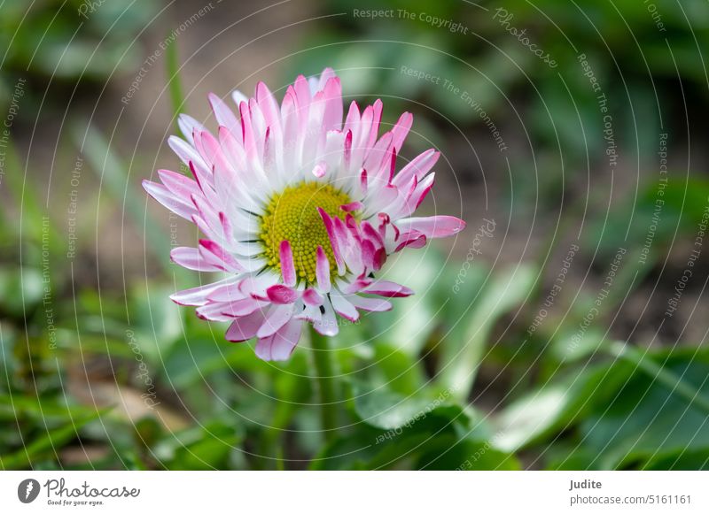 Bellis perennis or comon lawn daisy flowering in the lawn in spring art asteraceae background beautiful beauty bellis bellis perennis bloom blooming blossom