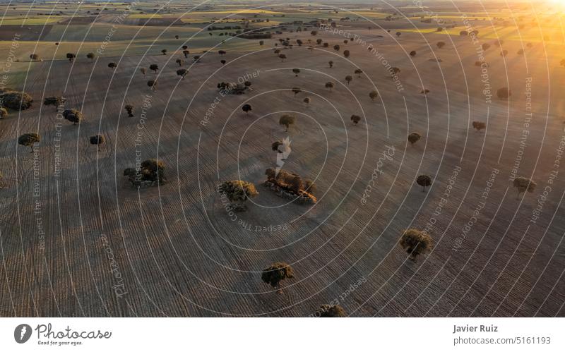 ploughed fields with numerous holm oaks, which cast long shadows in the last rays of the evening sun, drone view aerial view sunset trees filed dawn sun rays