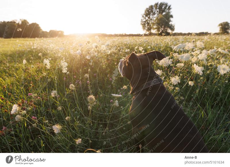 a fat dog looks over a wonderful meadow on which wild carrot blooms to the already low sun Flowering meadows Dog tranquillity Calm Puppydog eyes Wild carrot