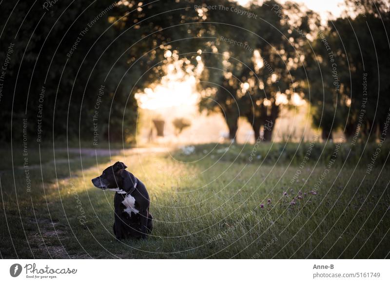 My doggie sits in the evening on a meadow in the sunset. Behind him the evening sun shines through the old willows and illuminates a piece of meadow like a stage,
