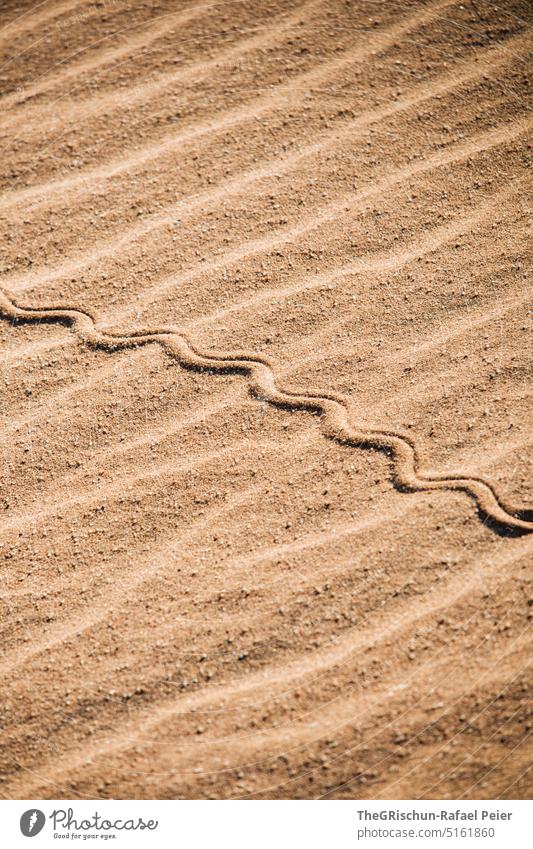 Trace of a snake in the sand Tracks trace Sand Brown Nature Exterior shot Snake Pattern Colour photo Namibia