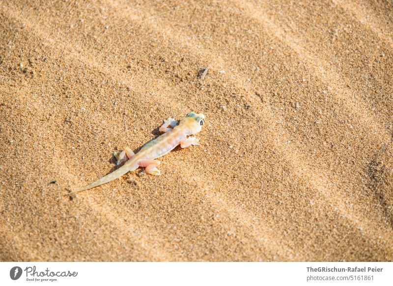 Gecko in sand Tracks trace Sand Brown Nature Exterior shot Pattern Colour photo Namibia Vacation & Travel Warmth Sampling Animal colourful Transparent Desert