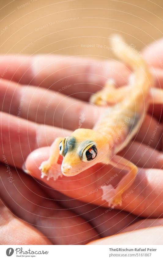 Gecko in hand Nature Exterior shot Pattern Colour photo Namibia Vacation & Travel Warmth Sampling Animal colourful Transparent Desert Africa Tails eyes Detail