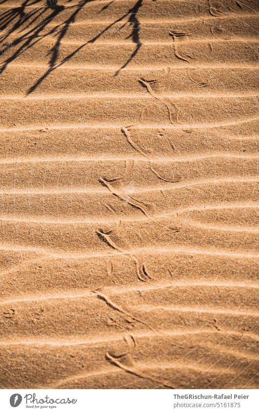 Trace of a snake in the sand Tracks trace Sand Brown Nature Exterior shot Snake Pattern Colour photo Namibia Shadow Sampling