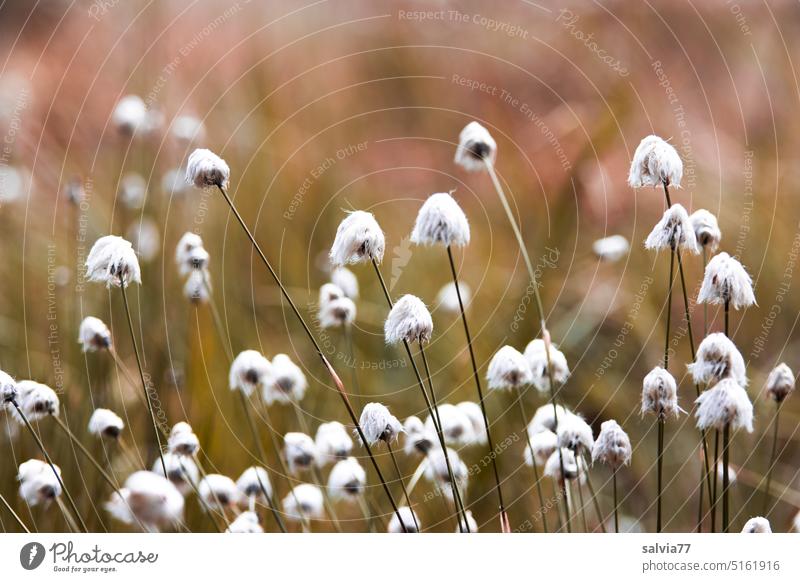 Cotton grass flowers in bog blossoms Marsh Bog reed Soft Blossoming Plant Nature Landscape naturally Wild plant Grass White Illuminate fluffy tufts
