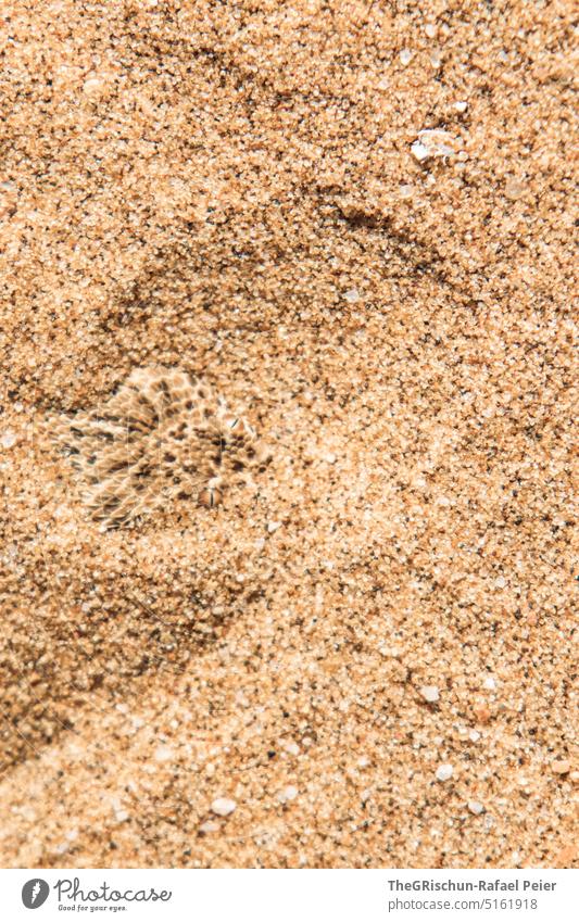 Snake in the sand Pattern Sand Namibia Grains of sand Sampling Nature Landscape Africa Far-off places Warmth Colour photo Desert Adventure travel
