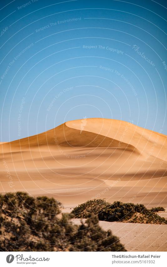 Dune against blue sky Pattern duene Blue Sky Sand Namibia Grains of sand Sampling Nature Landscape Africa Far-off places Warmth Colour photo dunes colors sandy