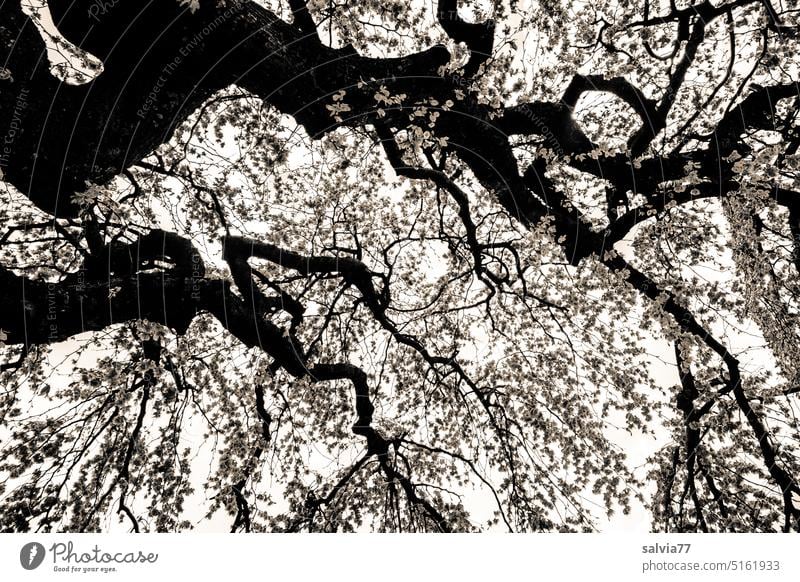color reduced | under the canopy of an old tree Tree Branches and twigs Black & white photo Leaf canopy Willow tree Vintage Twigs and branches trunk