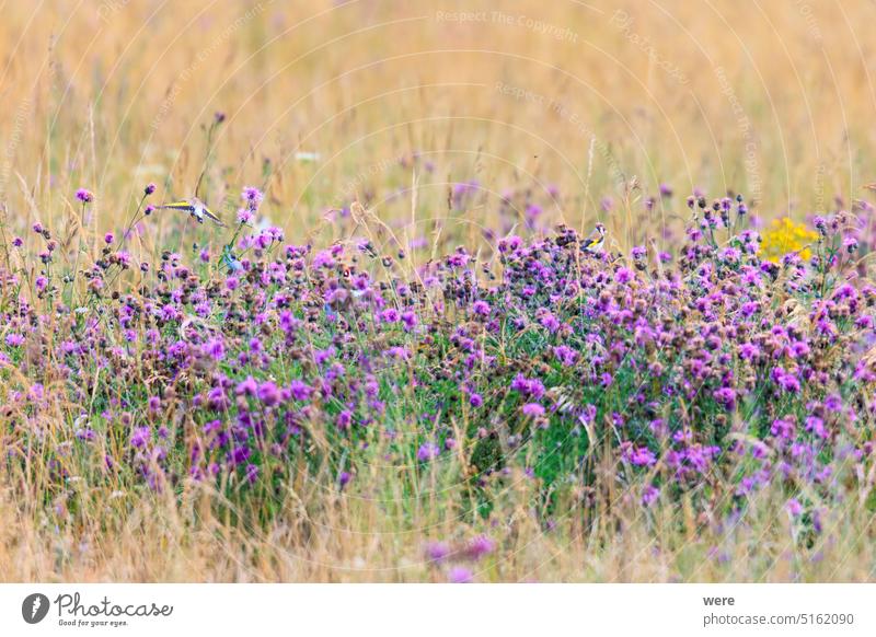 A goldfinch sits hidden in a field full of blue thistles eating their seeds Carduelis carduelis European goldfinch Goldfinch animal animal themes