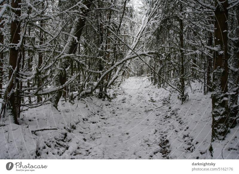 Path leading through a forest with snow Forest Snow Deciduous forest trees Winter Cold Wilderness spruces Environment Nature Christmas & Advent overhanging