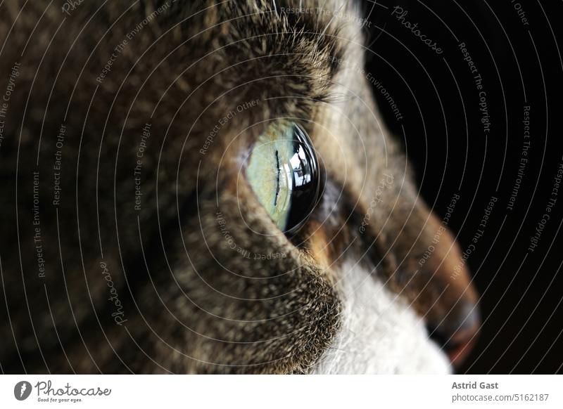 Close up of the eye of a cat Eyes Cat Close-up Pupil iris see Looking sehkraft Cat eyes macro Near sight look inquisitorial curious Interest inquisitive hunting
