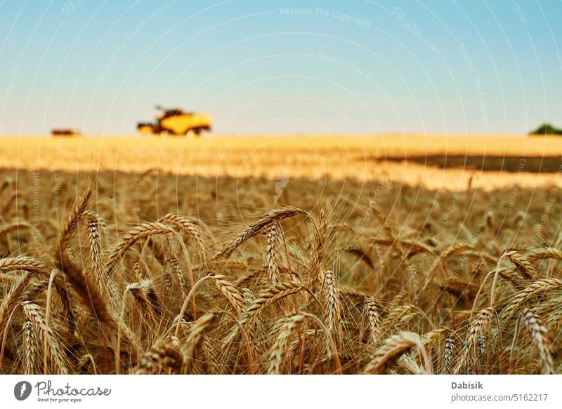 Rye field against blue sky. Harvesting period rye grain ear barley farm background harvester straw agriculture yellow food cereal crop golden nature outdoor