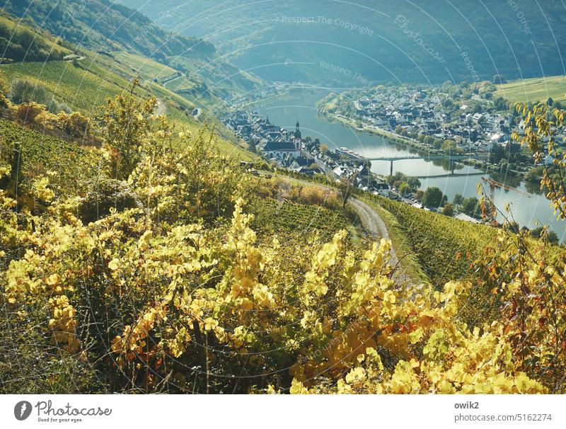 Moselsteig Zell Mosel (wine-growing area) Panorama (View) Far-off places Small Town hilly Autumn farsightedness Building houses Church Church spire Overview