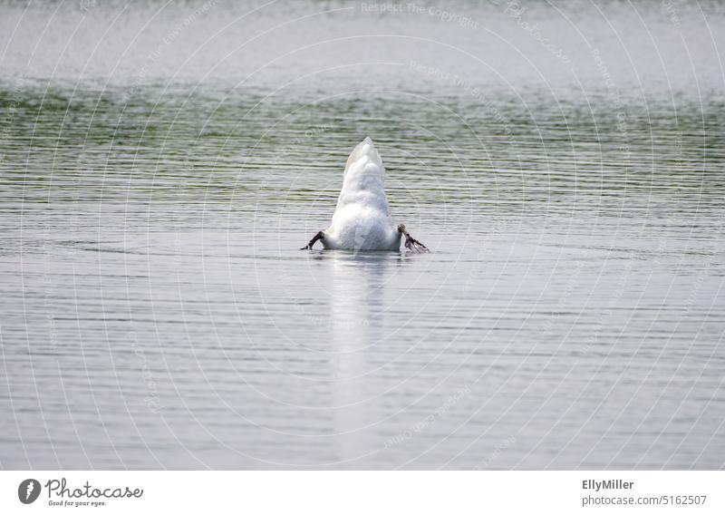 Grunting swan on lake Swan establish Lake Foraging Dive Bird White Animal Water Nature Pond fuselage Hind quarters plumage search Environment Deserted tail
