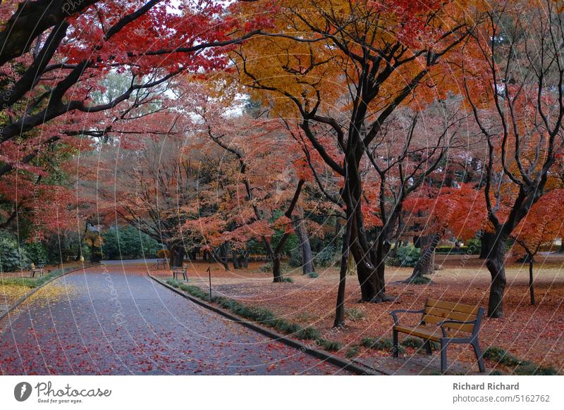 Shinjuku Park during fall season Red Orange Yellow Bench Trees