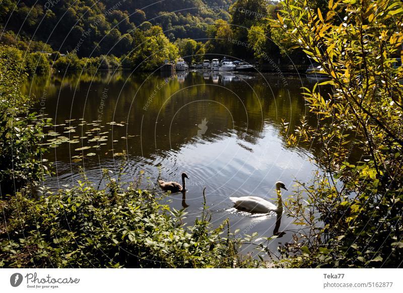 The Lahn River Water Swan Germany Nature birds Bird Green german river the lahn