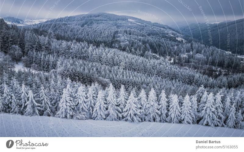 Aerial view of beautiful winter forest scenery aerial forest aerial photography aerial snow aerial winter background beauty blue cold countryside covered