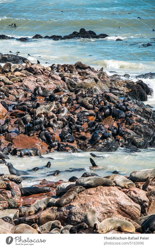 Seals on the beach - seal colony Seal colony Seal cub stones Beach Animal Water Wild animal Nature Colour photo coast Ocean Exterior shot Namibia Cape Cross