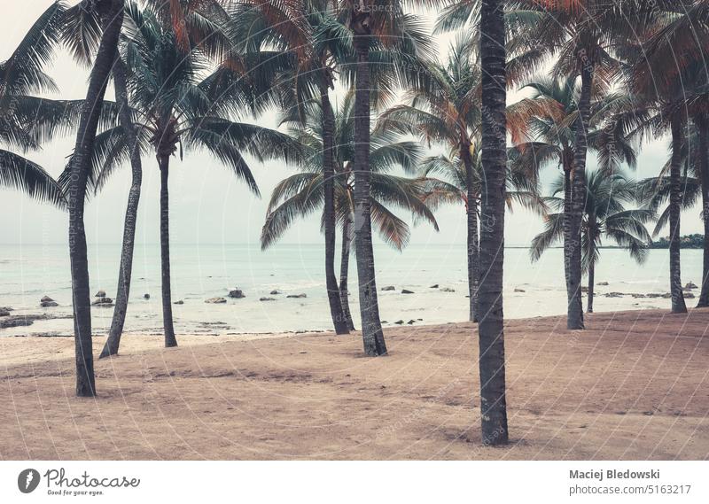 Coconut palm trees on an empty Caribbean beach, color toning applied, Yucatan Peninsula, Mexico. nature tropical travel coconut island sky horizon outdoor