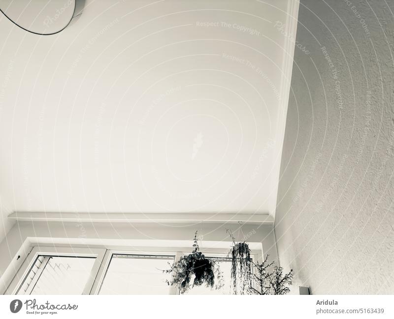 Ceiling with lamp, plants and window room ceiling light Lamp hanging plants Window Light Deserted Room Living or residing Shadow Wall (building)