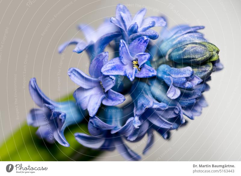 Hyacinth, garden hyacinth, bloom stand, fragrant Hyacinthus Geophyte bulb flower Spring inflorescence Hyacinthus orientalis asparaguses Asparagaceae perennial