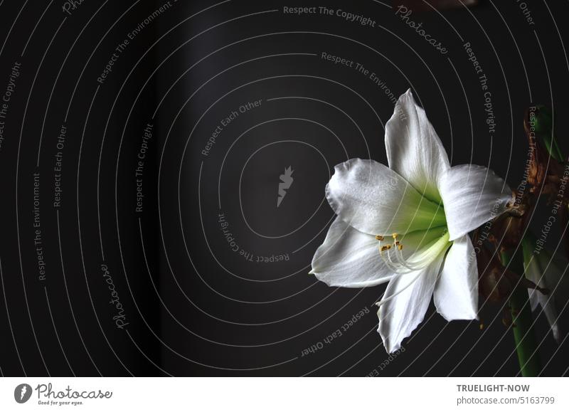 White amaryllis flower whole with calyx, stamens and pistil gradually withering after the peak of development Amaryllis amaryllidaceae Blossom Open