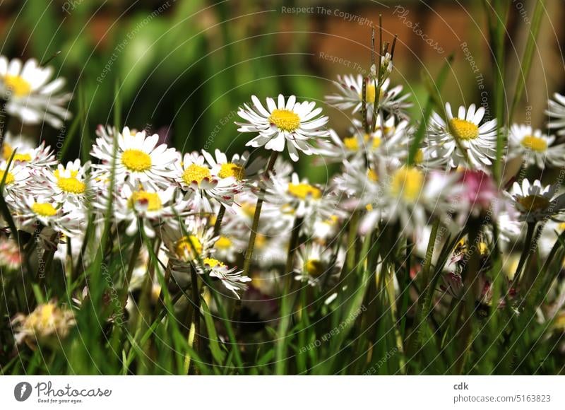 Towards the sun, they themselves shine like a thousand little suns: Daisies. Daisy flowers Flower Plant Nature Spring Summer Blossom Garden Blossoming Green