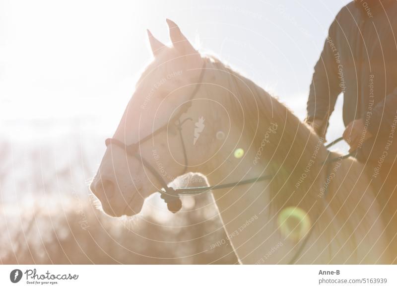 Portrait of a white horse bridled on bosal with relaxed facial expression in the backlight. A piece of the rider can be seen .Beautiful light reflections in the foreground.