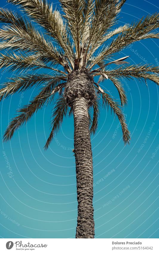 image of plants and palm trees background beach beautiful beauty blue branch climate cloud coast coconut day destination exotic flora floral green holiday hot