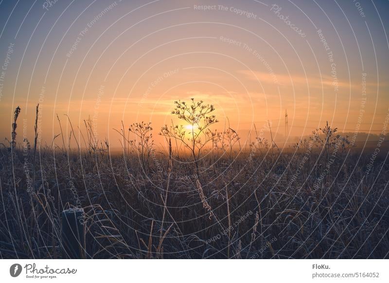 Wild meadow in the sunrise Meadow Free Sunrise Sunlight Grass Frost Ice Cold Winter chill Orange warm Morning Nature Landscape Environment Colour photo Sky Dawn