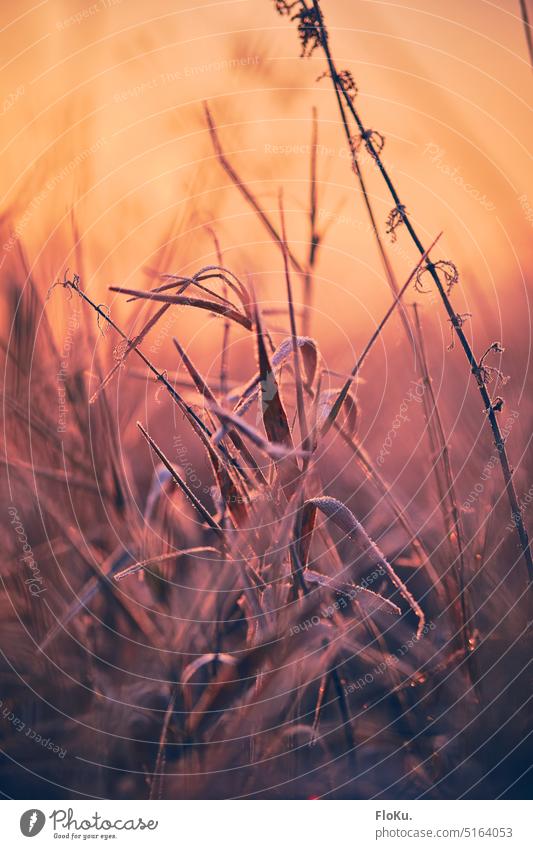 Reed grass on frosty morning Meadow Wild Free Sunrise Sunlight Grass Frost Ice Cold Winter chill Orange warm Morning Nature Landscape Environment Colour photo
