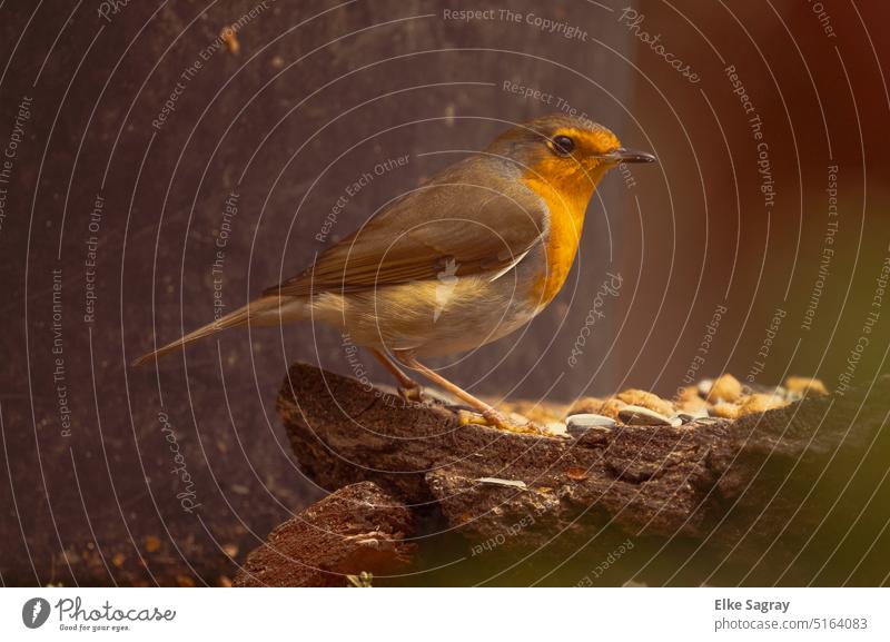 Very close to the robin -whole body shot Robin redbreast Exterior shot Animal portrait Close-up Colour photo Deserted Wild animal Environment Songbirds