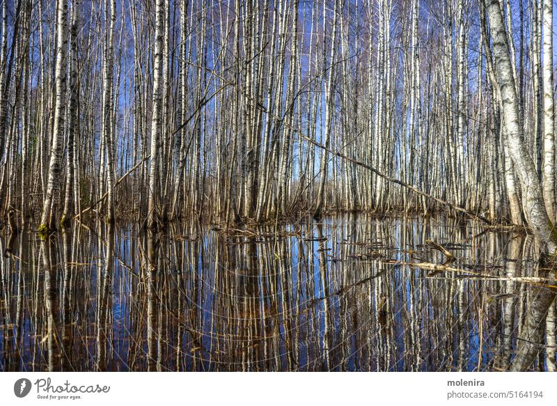 Flooded birch forest in Estonia flooded water estonia nature travel outdoors tourism sunny sky sunlight soomaa fifth season spring reflection