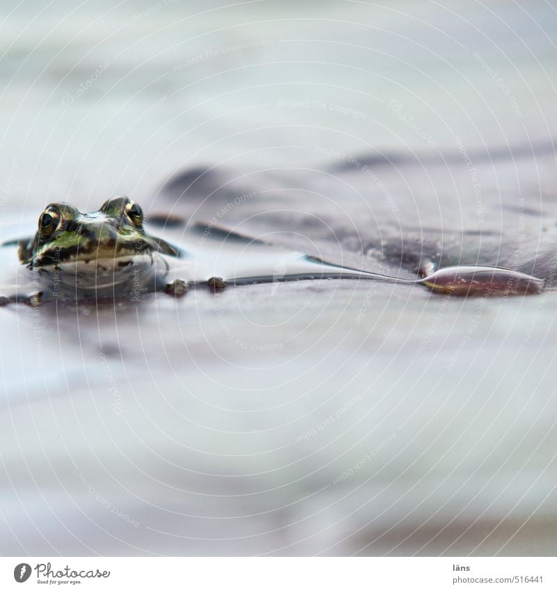 glubscha moment Environment Nature Water Leaf Pond Lake Wild animal Frog 1 Animal Observe Wait Cold Wet Natural Curiosity Looking Colour photo Deserted