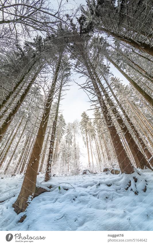 Winter Forest in Thuringia Spruce forest spruces Nature trees Snow Tree Landscape Environment Exterior shot Cold Frost Deserted Winter forest Winter mood