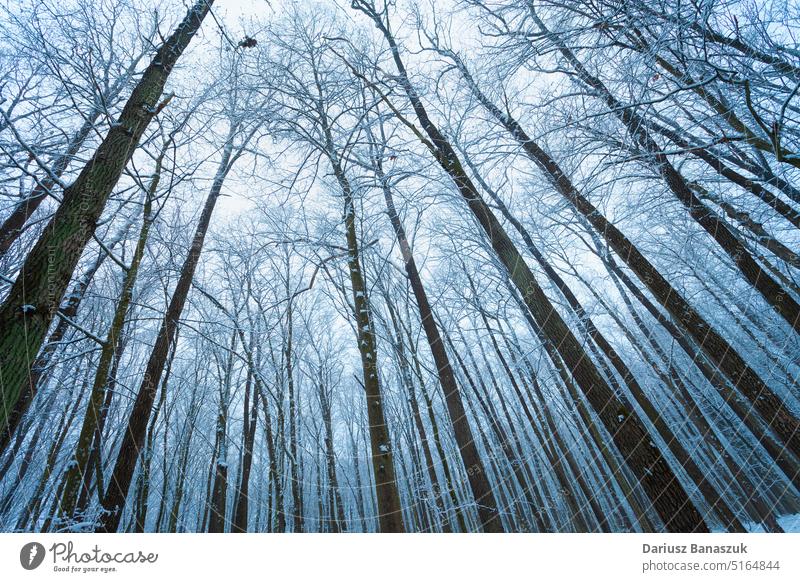 Tall and slender trees in a winter forest nature wood trunk day landscape park plant white sky snow background frost natural tall abstract season bare high ice