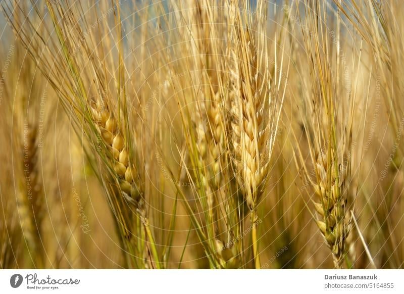 Close up of golden ears of barley grain plant background agriculture cereal food harvest seed nature farm summer growth rural yellow ripe crop wheat field bread