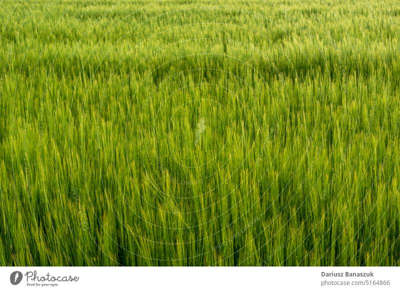 Green ears of barley grain in the field plant agriculture growth seed nature farm food summer wheat cereal green background season harvest crop rural grass