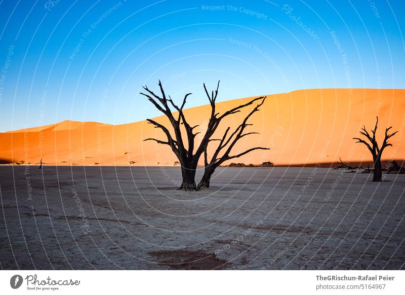 Tree in shade - in front of sand dune Sand duene Namibia Africa travel Desert Landscape Adventure Nature Warmth Sossusvlei Far-off places Shadow Light Blue sky