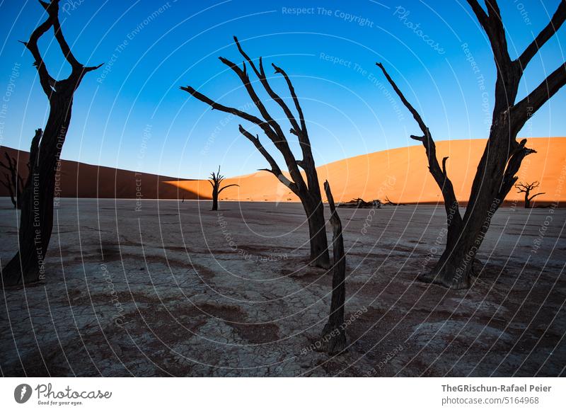 trees in shade in front of dune Sand duene Namibia Africa travel Desert Landscape Adventure Nature Warmth Sossusvlei Far-off places Shadow Light Blue sky sandy