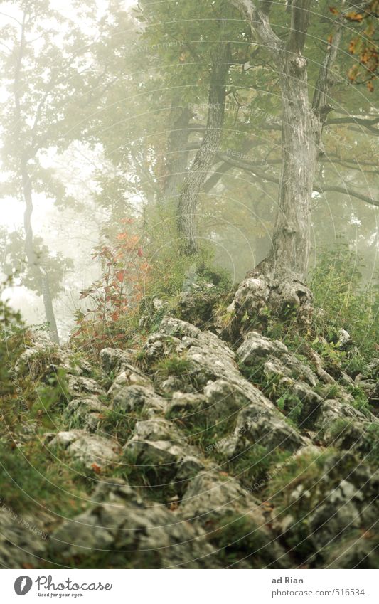 Mystic Wood Environment Nature Landscape Autumn Fog Plant Tree Bushes Forest Hill Rock Adventure Sadness Eerie Dreamily Ghost forest Jinxed Colour photo