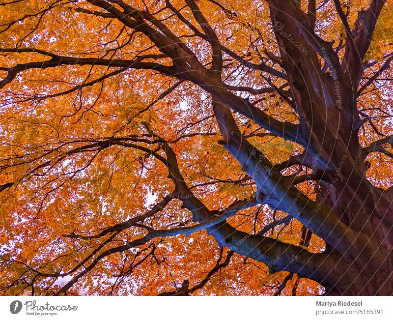 orange baom crown in autumn Autumn Nature Tree Autumnal Cold variegated Autumn leaves Exterior shot autumn mood Autumnal colours