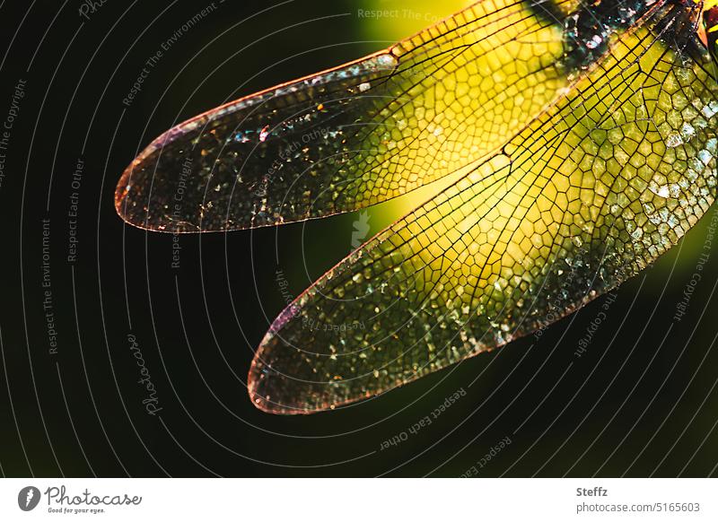 light wings Grand piano Dragonfly wing spread wings Illuminating Shaft of light Pattern Light transparent Transparent Fine Yellow Aeshnidae Southern hawker