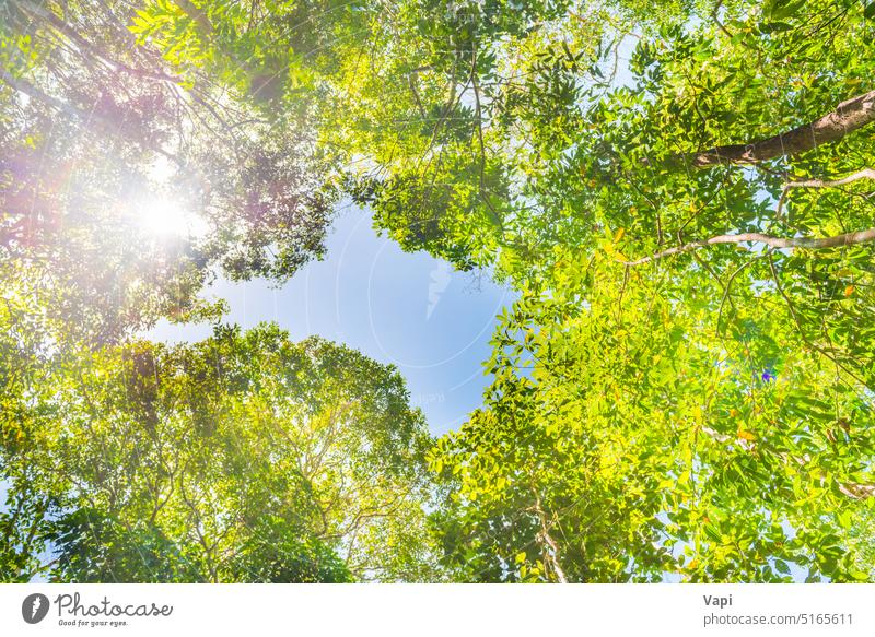 Nature green forest with big trees nature jungle sky top bright summer yellow autumn beautiful sunny sunlight landscape blue spring season background plant park
