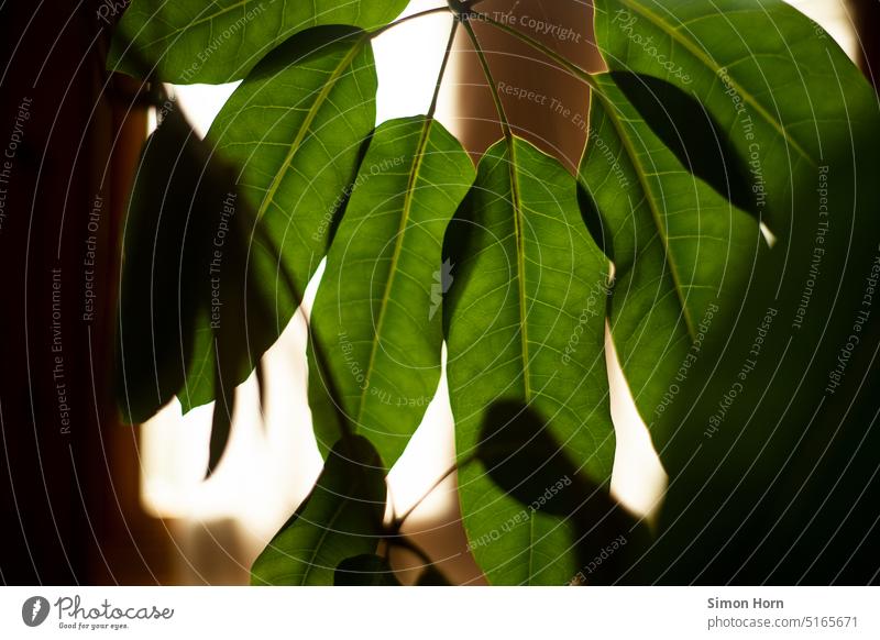 Leaves of a houseplant leaves Houseplant Back-light Plant Botany interior leaf structure Structures and shapes Green Leaf canopy Photosynthesis Nature