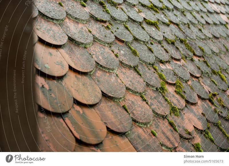 Roof with moss Moss Roofing tile brick House (Residential Structure) Building Weather weather-resistant Protection Tiled roof dwell Architecture