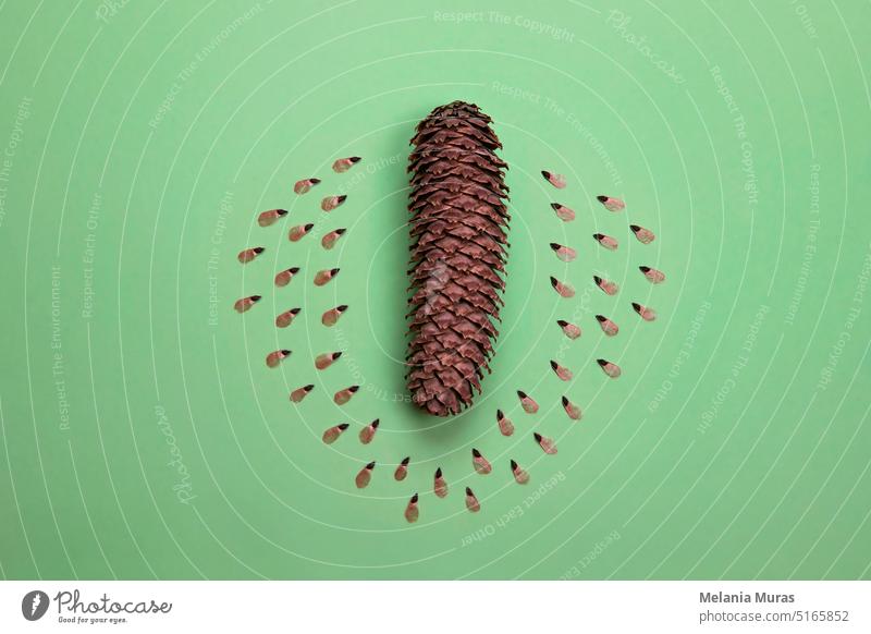 Conifer seed. Group of fir seeds with brown cone, flat lay, green background. Botany, planting plants gardening. Reforestation concept, planet care, ecology issues, CO2 neutralisation.