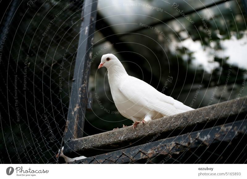 Close up of white dove on black fence bird pigeon purity animal nature feather freedom symbol background peace wing white color dove - bird faith graceful holy